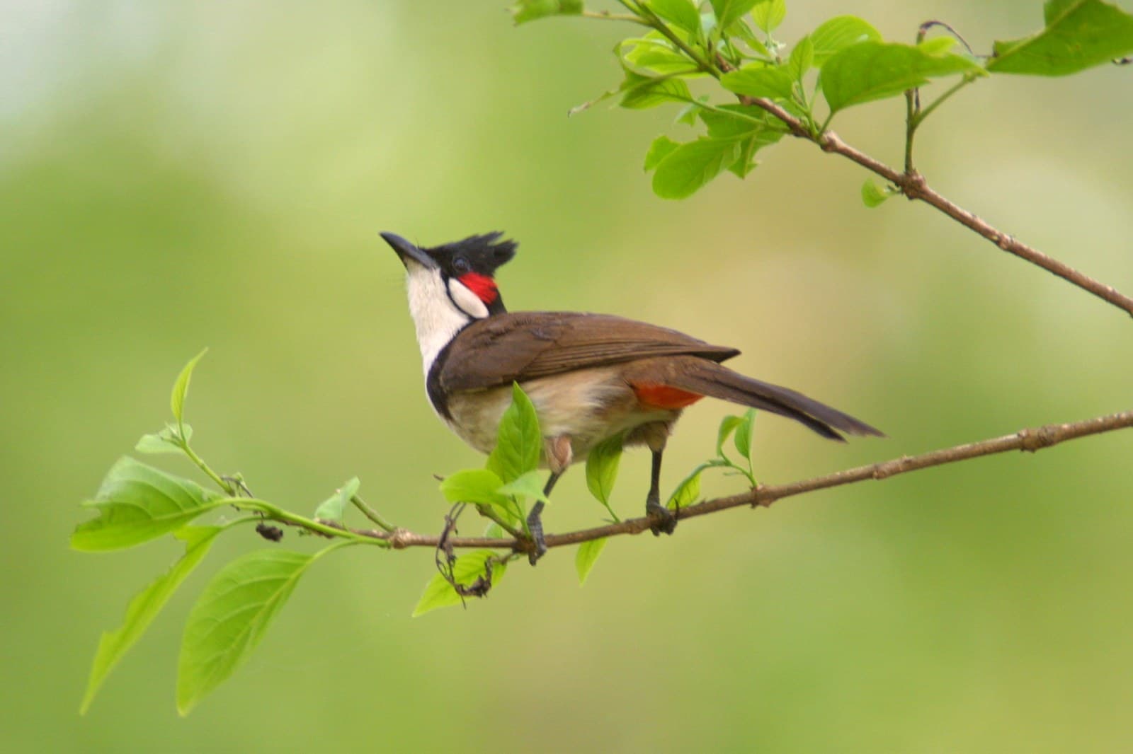 6 Days Koshi Tappu Wildlife Reserve Tour Package 2
