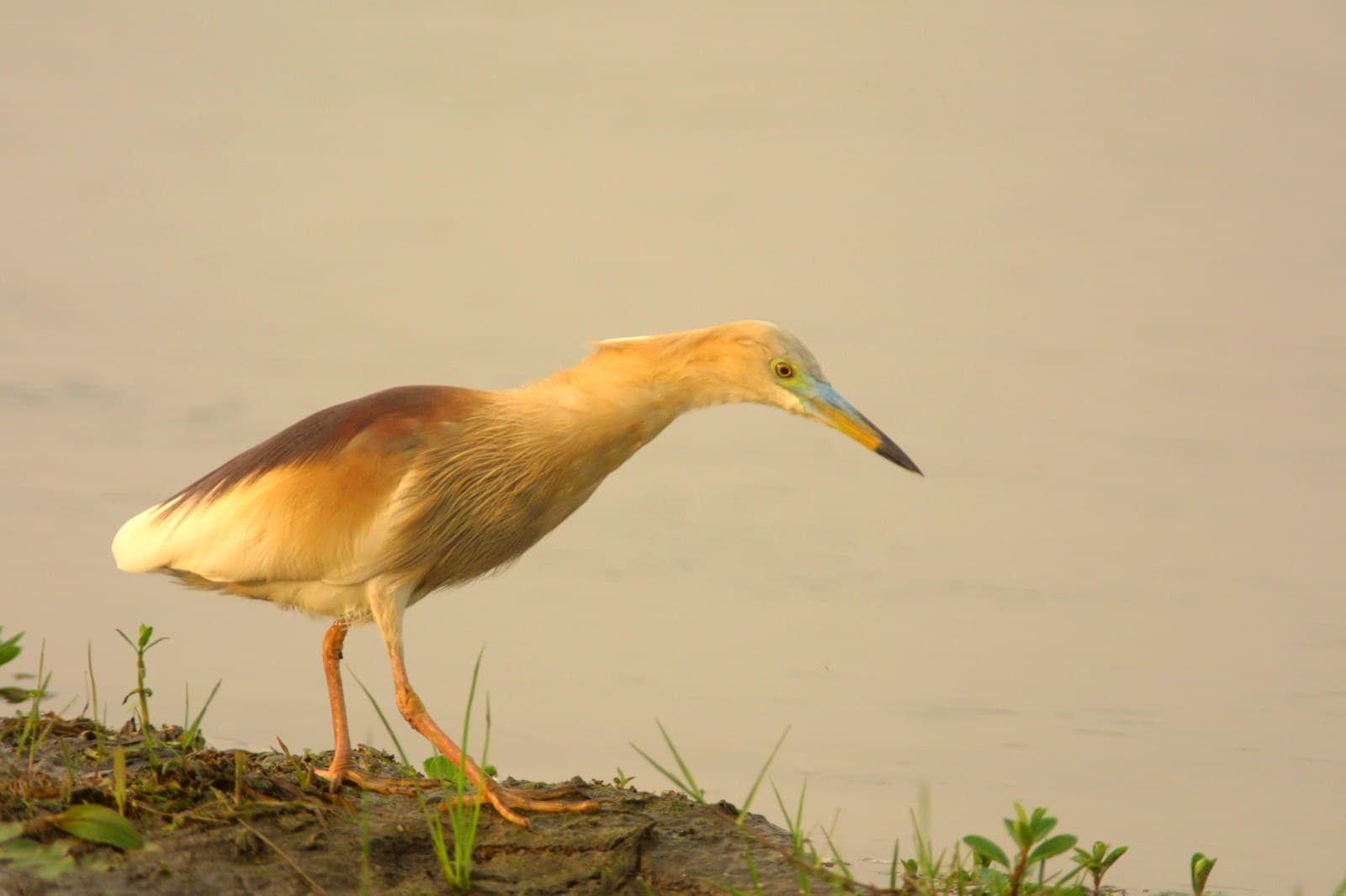 6 Days Koshi Tappu Wildlife Reserve Tour Package 3