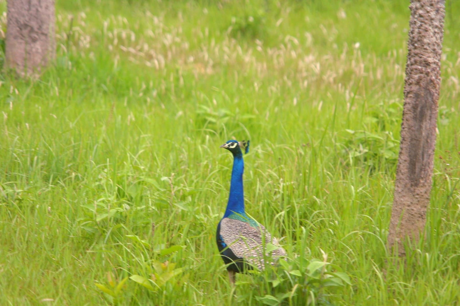 7 Nights 8 Days Nepal Dashain Festival Tour Package 4