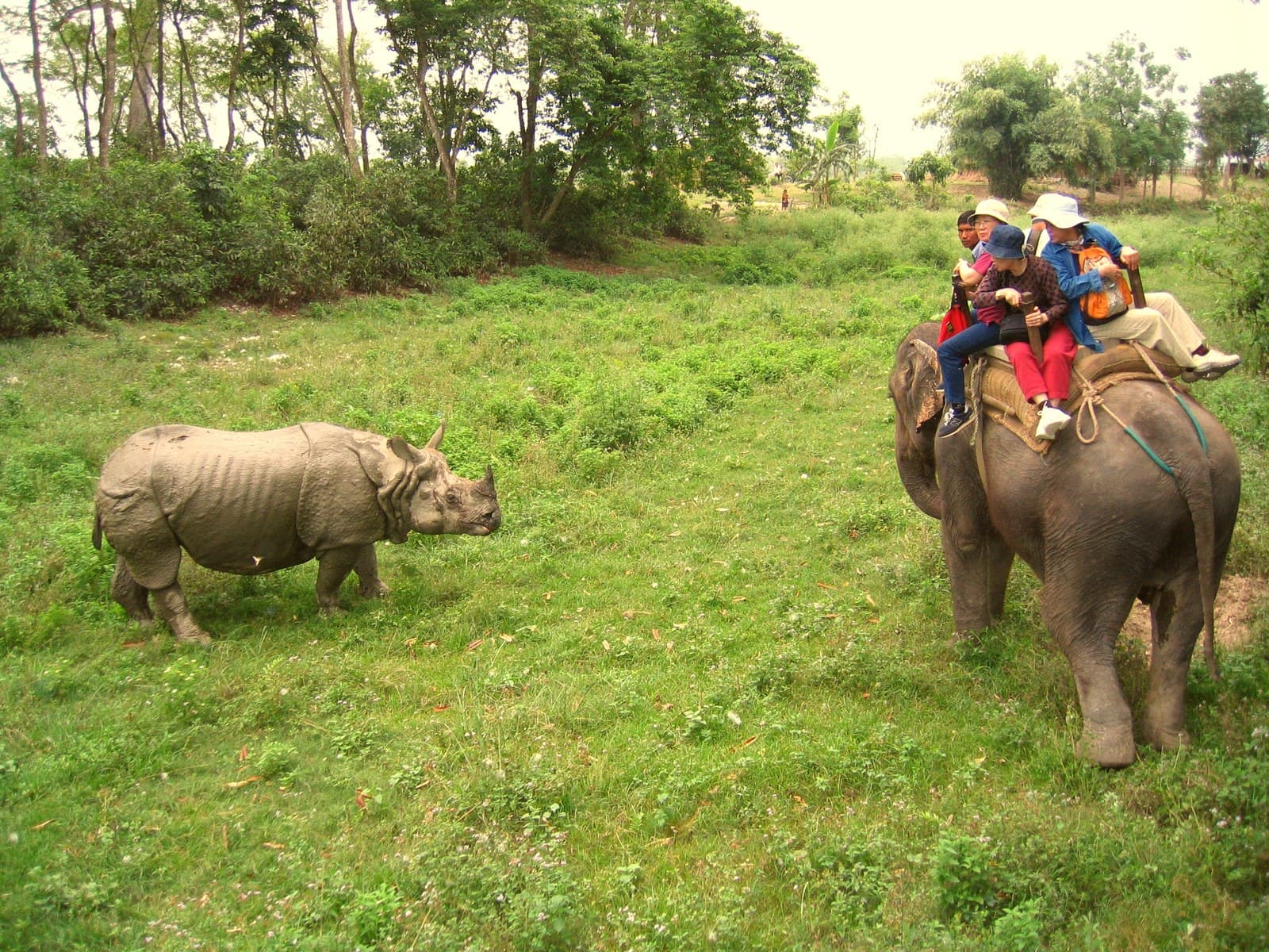 Chitwan Jungle Safari